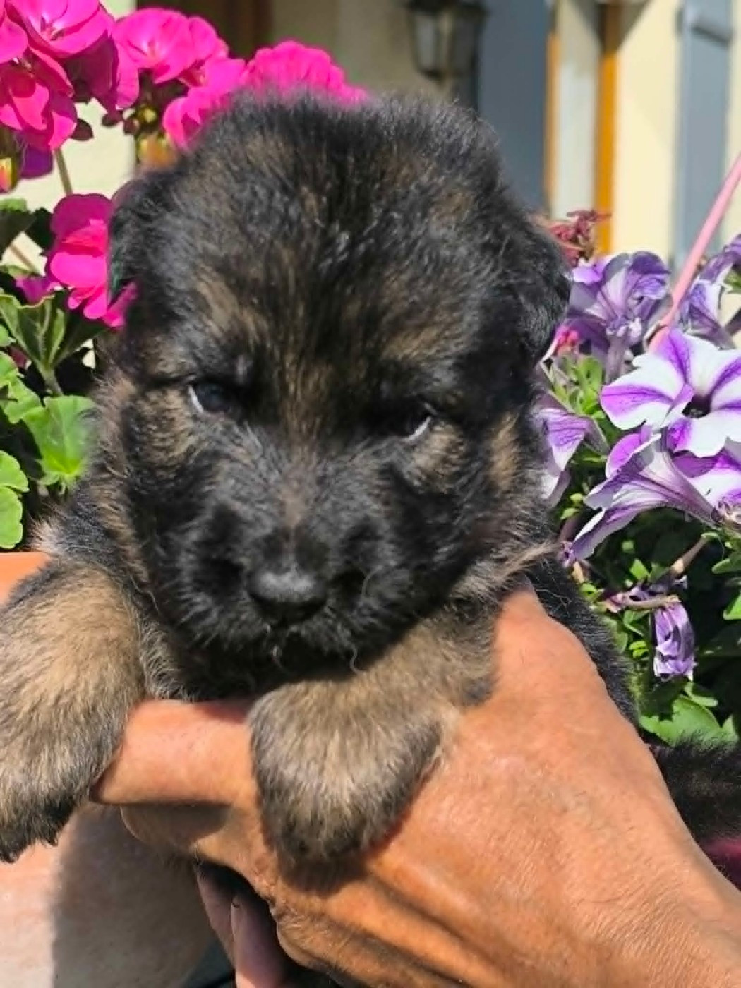 De La Vallée D'Aragorn - Chiots disponibles - Berger Allemand Poil Long