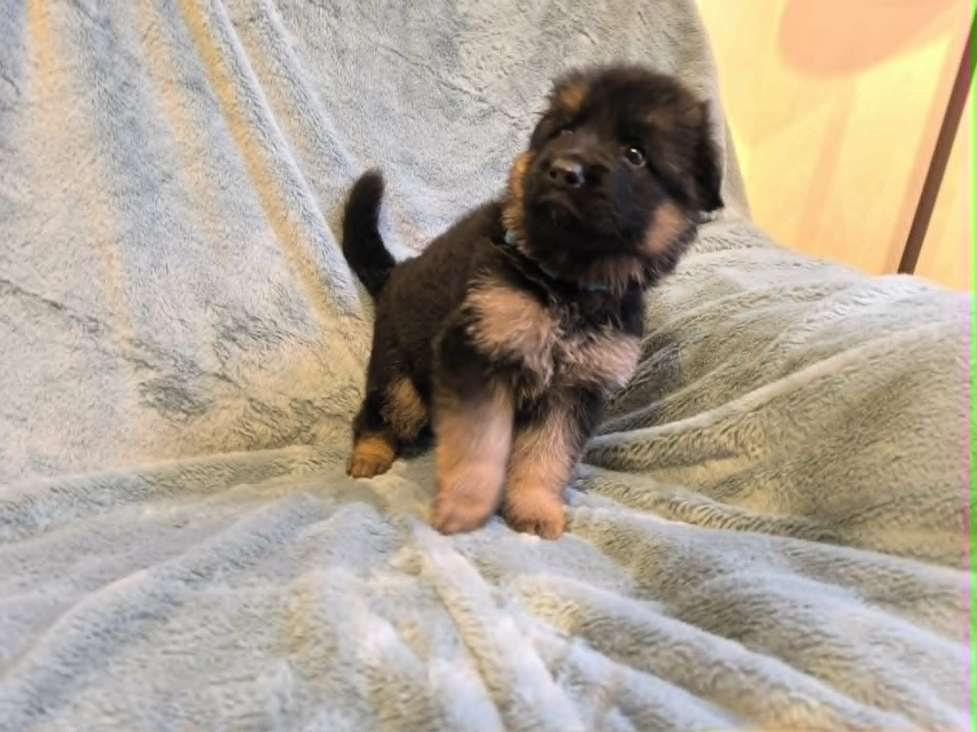De La Vallée D'Aragorn - Chiots disponibles - Berger Allemand Poil Long