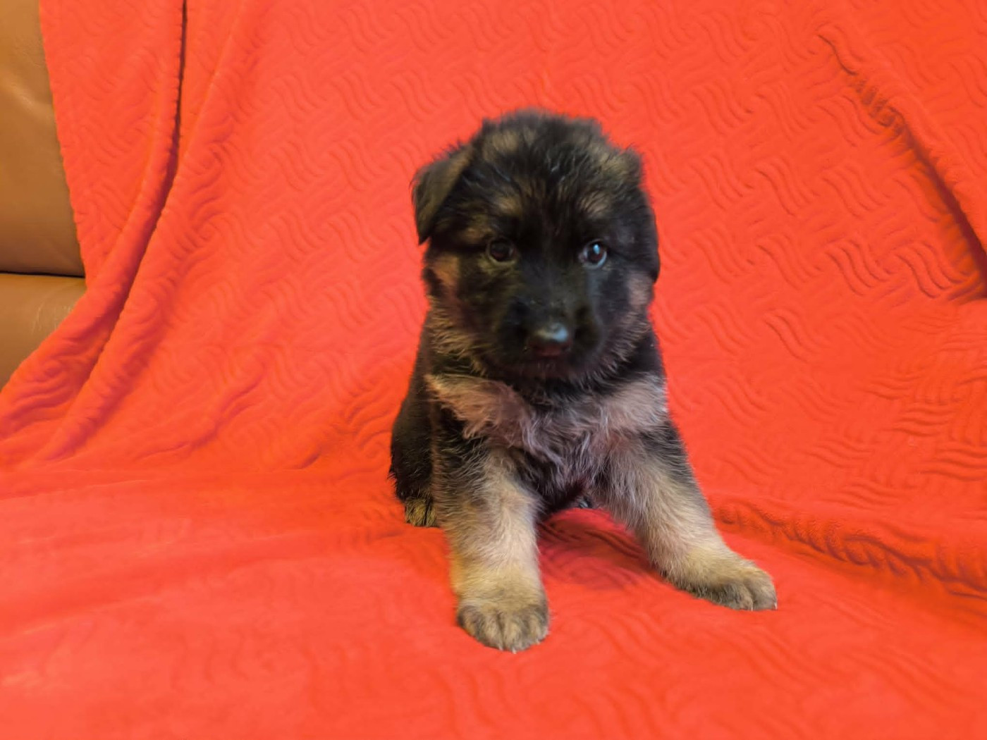 De La Vallée D'Aragorn - Chiots disponibles - Berger Allemand Poil Long