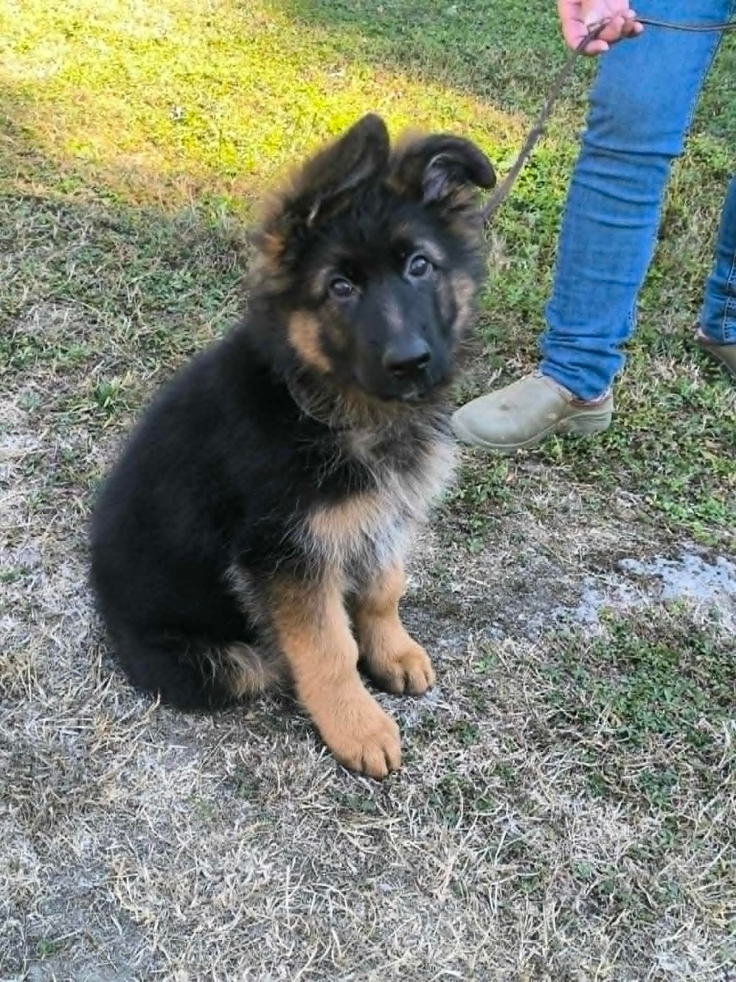De La Vallée D'Aragorn - Chiots disponibles - Berger Allemand Poil Long
