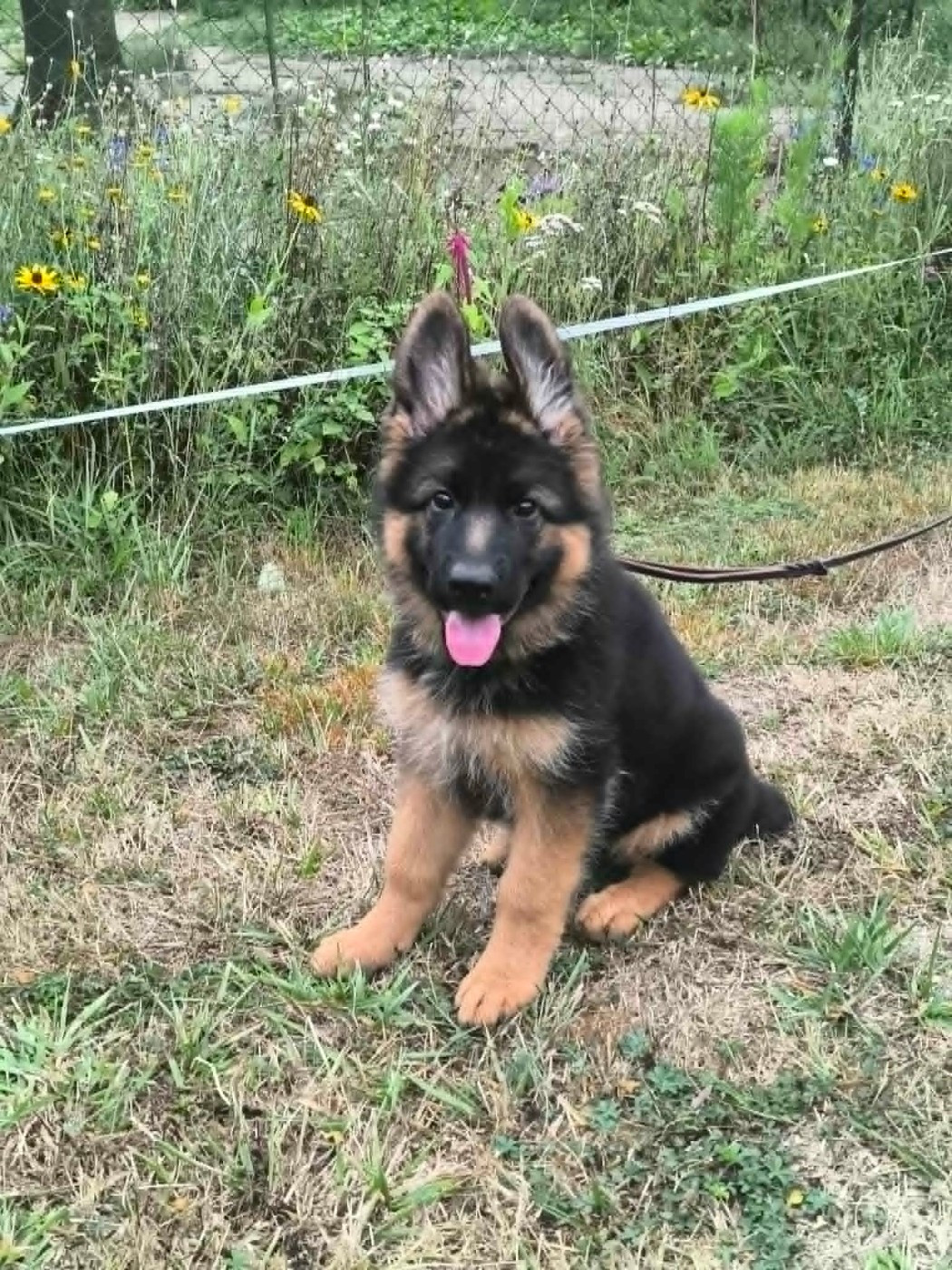 De La Vallée D'Aragorn - Chiots disponibles - Berger Allemand Poil Long