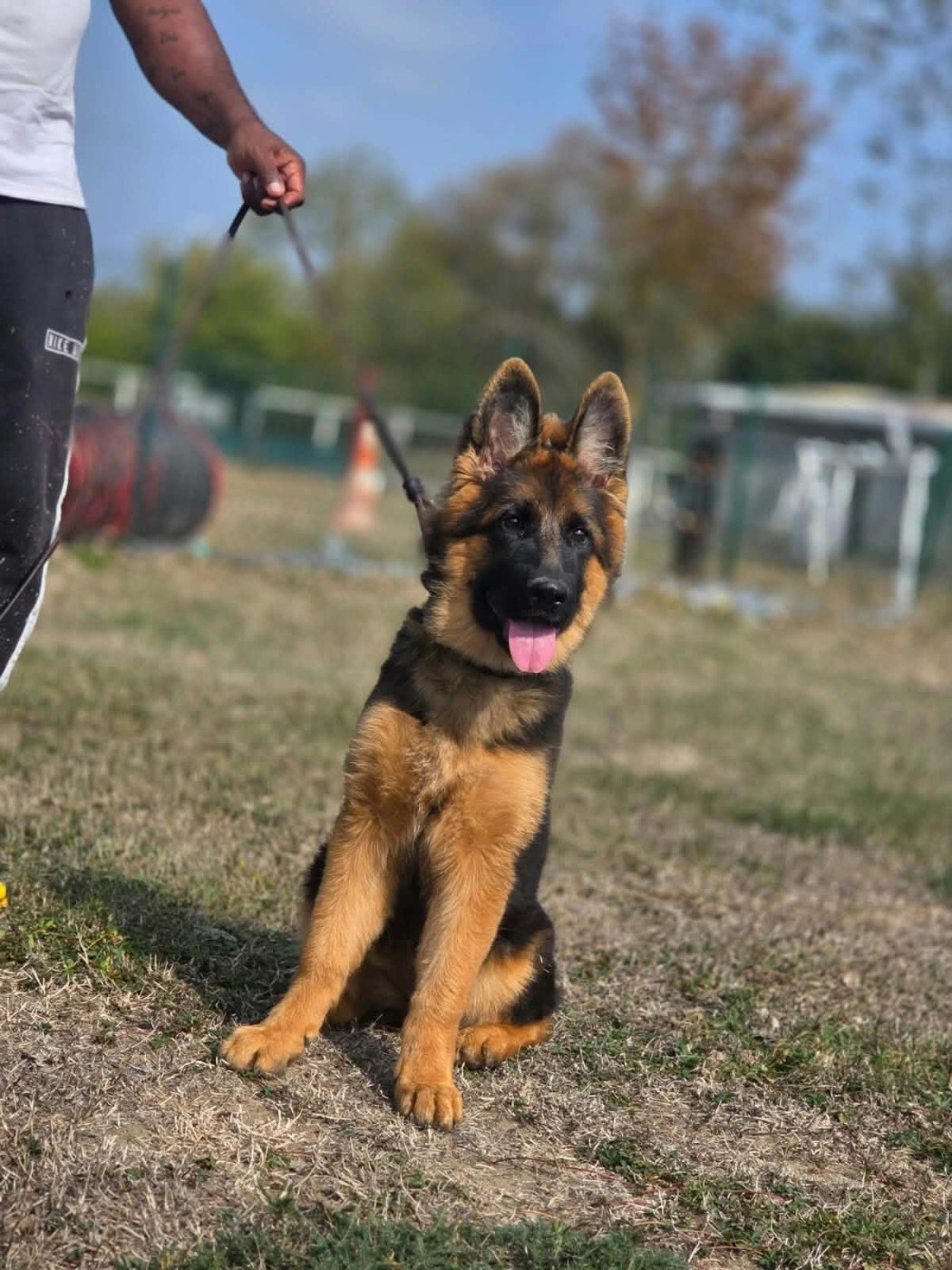 De La Vallée D'Aragorn - Chiots disponibles - Berger Allemand Poil Long