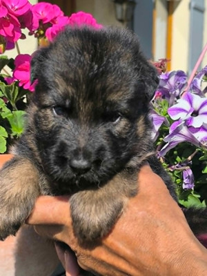 Chiot N°1