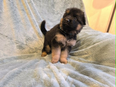 Chiot N°6