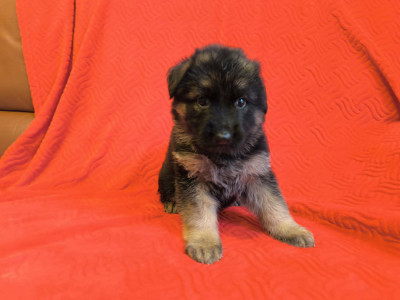 Chiot N°4